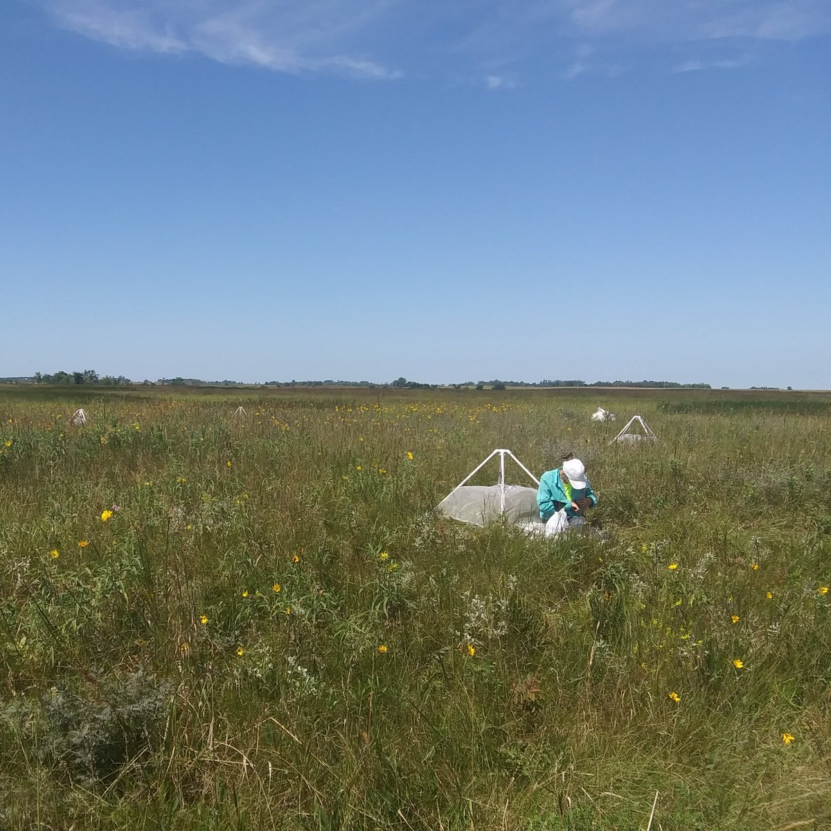 In a study where I examined  #fire management on bee nesting and was only interested in actively nesting bees, I could only include 65% of the specimens that I collected for analysis.