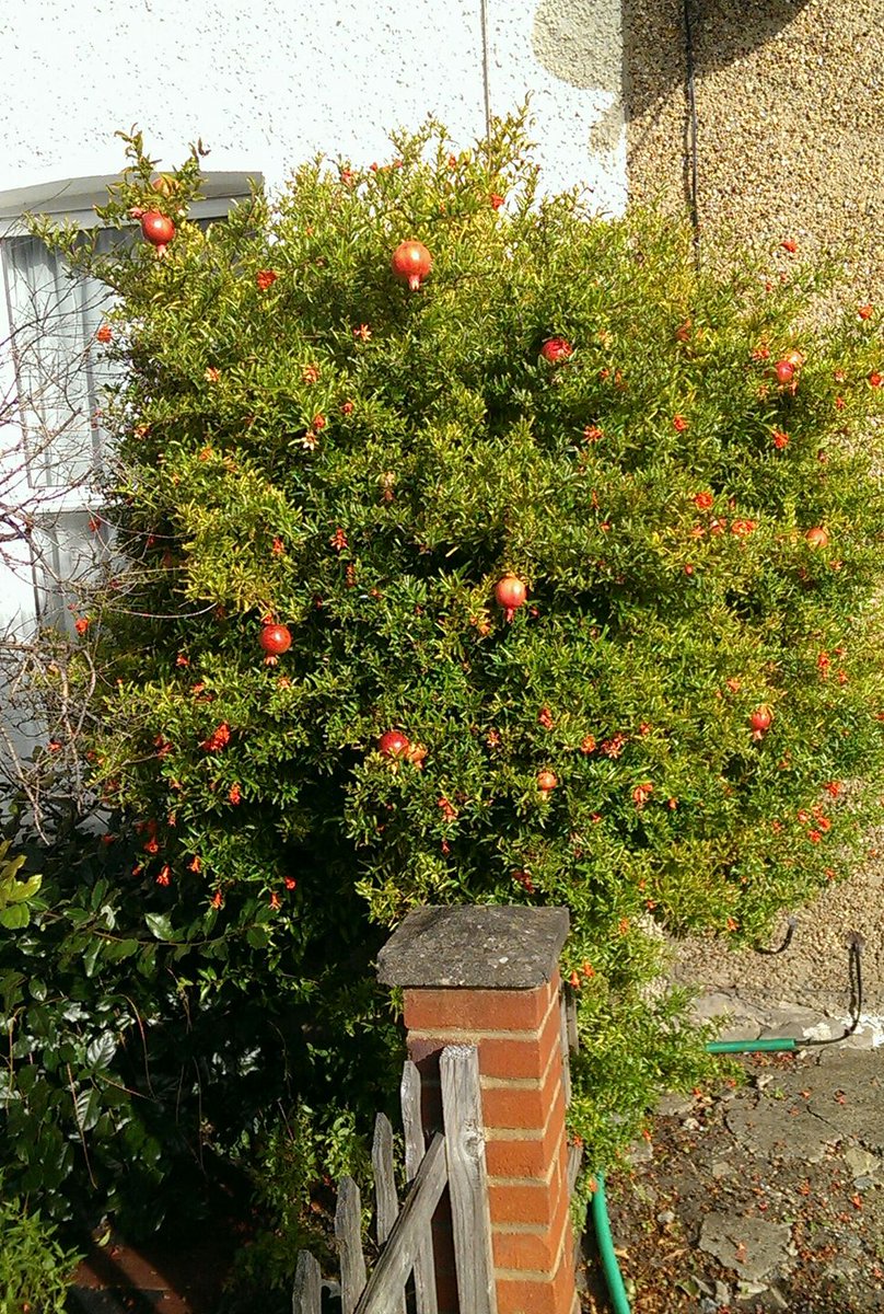 Pomegranate outside a terraced house, along main road