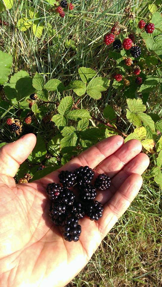 Blackberries on the local common