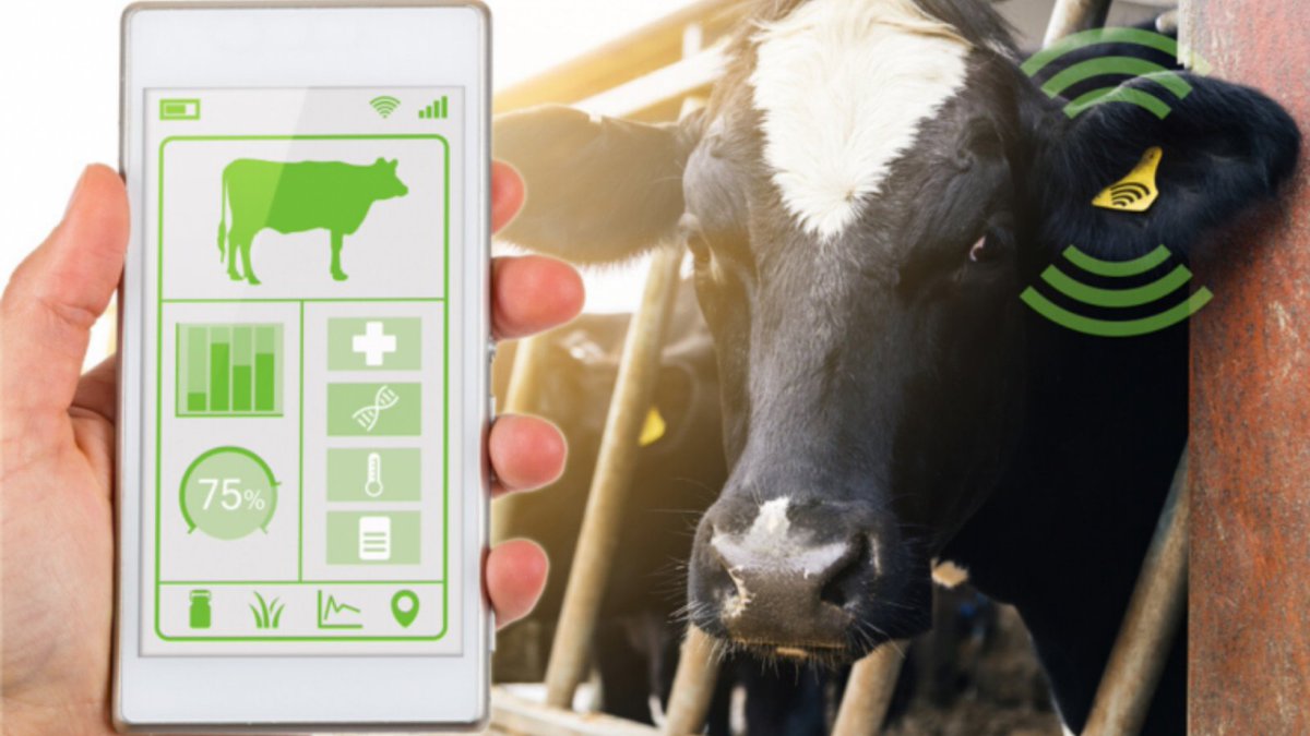 How is ag-tech benefiting dairy farmers today? Dr. Jeffrey Bewley, Alltech’s dairy housing and analytics specialist, tells how technology can give dairy farmers data to improve operations on both large and small farms.
bit.ly/3puiYQb
