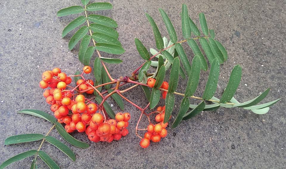 Rowan (Mountain Ash ) berries, gratefully eaten by the birds