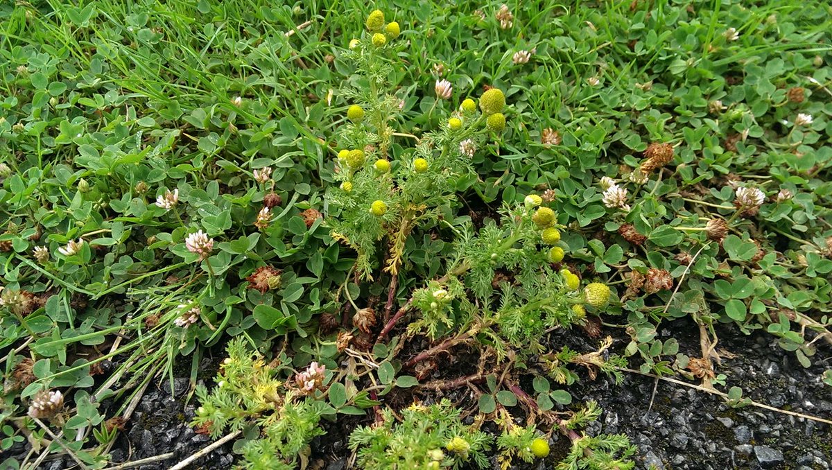 Chamomile growing through tarmac