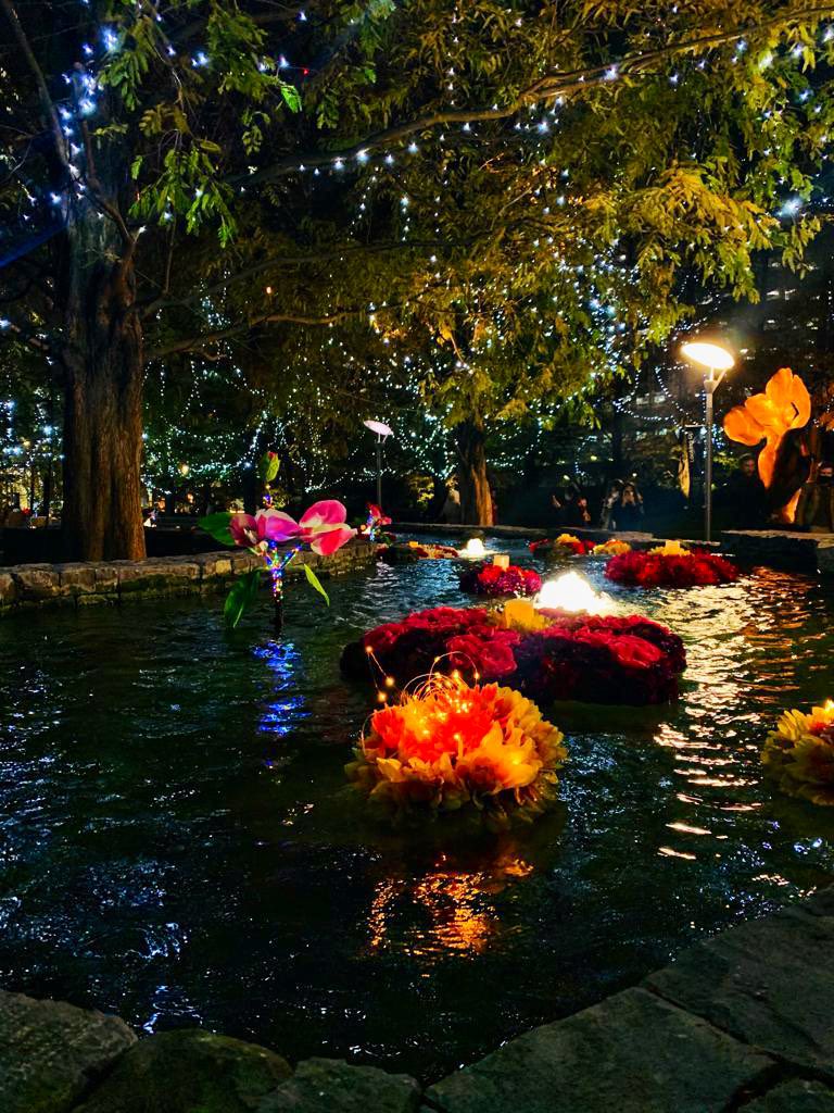 The festival of light in Canary Wharf is so pretty. Jubilee Park’s fountains floating flower installation is indeed striking! @yourcanarywharf #CanaryWharf #FestivalofLights