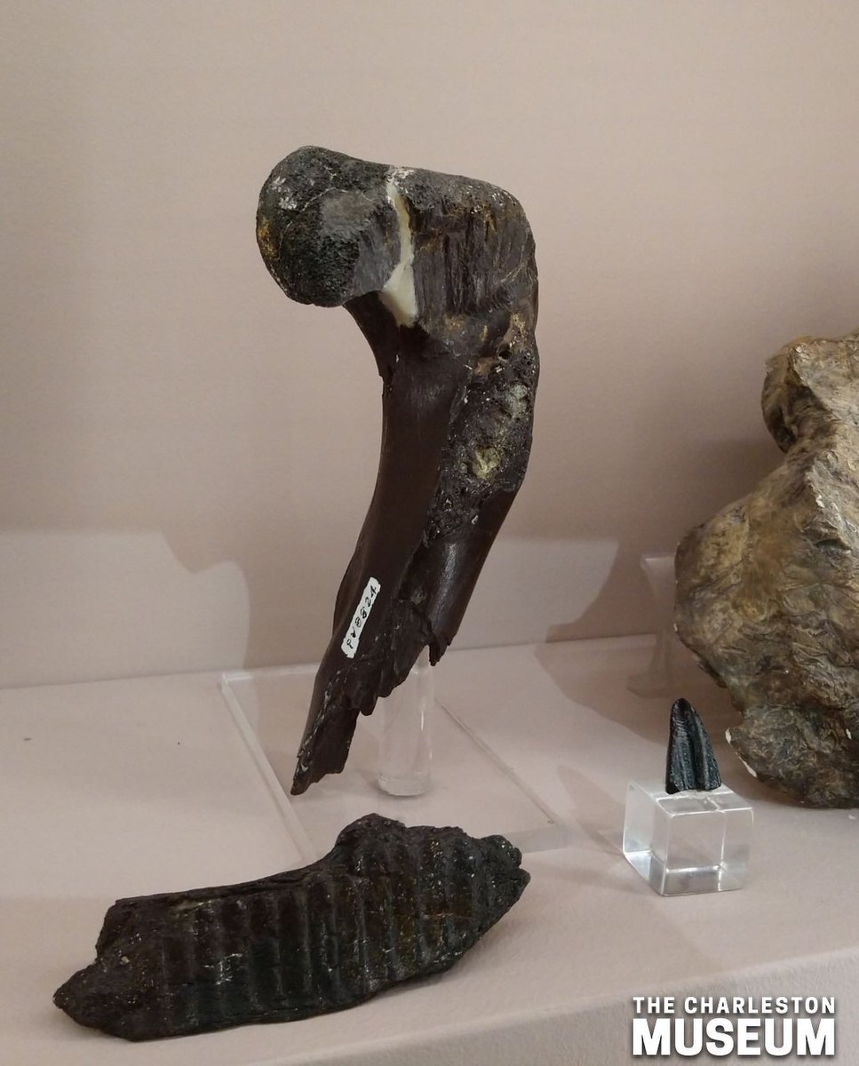 Charleston Museum tweet media