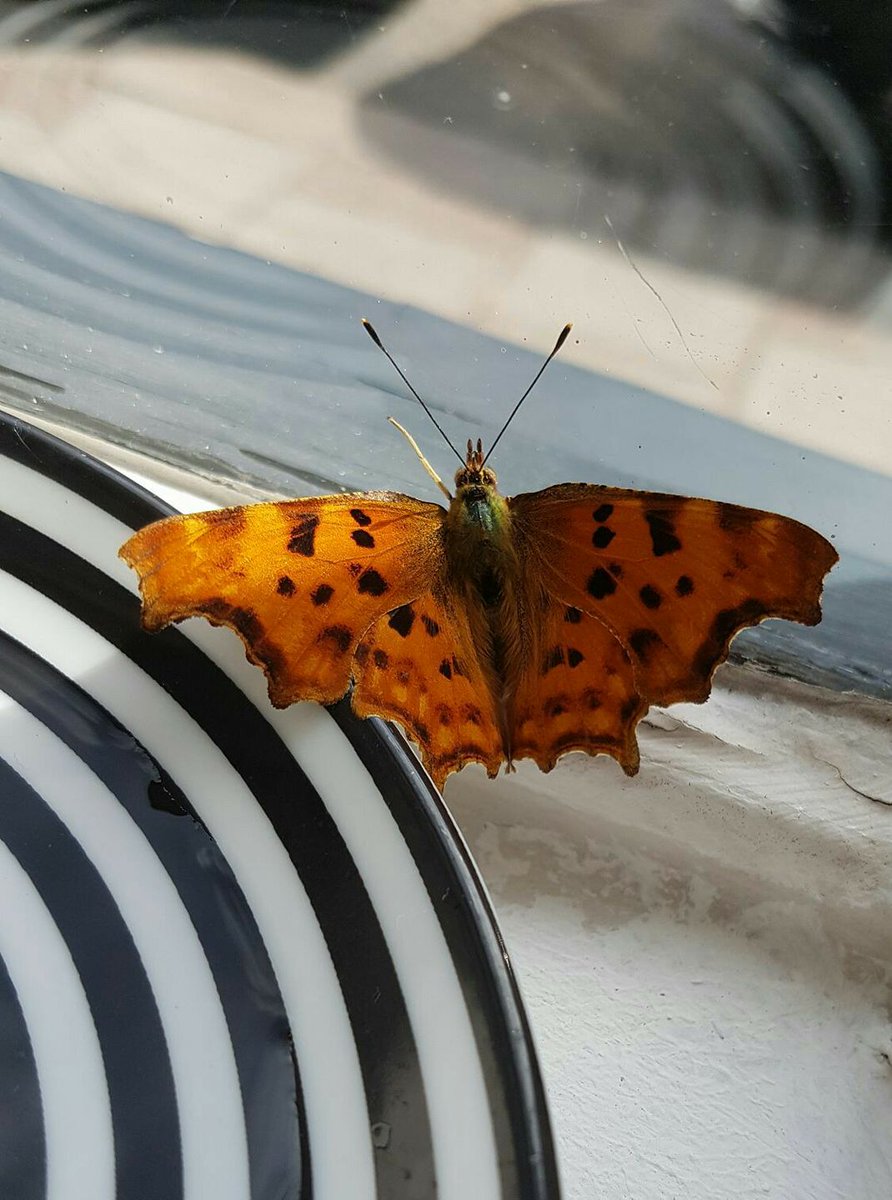 A Comma butterfly flew into my daughter's gallery, we gave it some sugar water