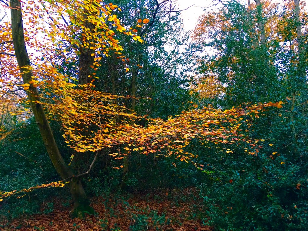 HollybankWoods's tweet photo. Fagus Sylvatica, known as Beech. It's colours, contrasts and structure in Autumn bring joy to sunny days. It has long been regarded as 'the mother of the woods' in it's ability of conserving the productive capacity of the soil.
#foliagefriday
#TeaTimeTreeTime 
#AutmnnWatch https://t.co/SKoZOG7yc4