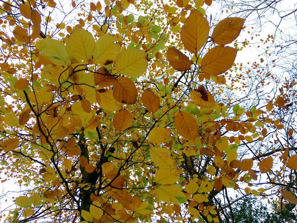 HollybankWoods's tweet photo. Fagus Sylvatica, known as Beech. It's colours, contrasts and structure in Autumn bring joy to sunny days. It has long been regarded as 'the mother of the woods' in it's ability of conserving the productive capacity of the soil.
#foliagefriday
#TeaTimeTreeTime 
#AutmnnWatch https://t.co/SKoZOG7yc4