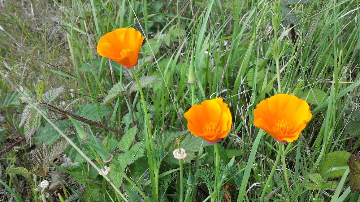 Wild Californian Poppies on scrubland