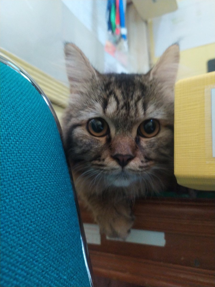 Srisundari's tweet photo. Cayang2 ilda yang pemalu pada orang asing https://t.co/BAw5zxfRqv