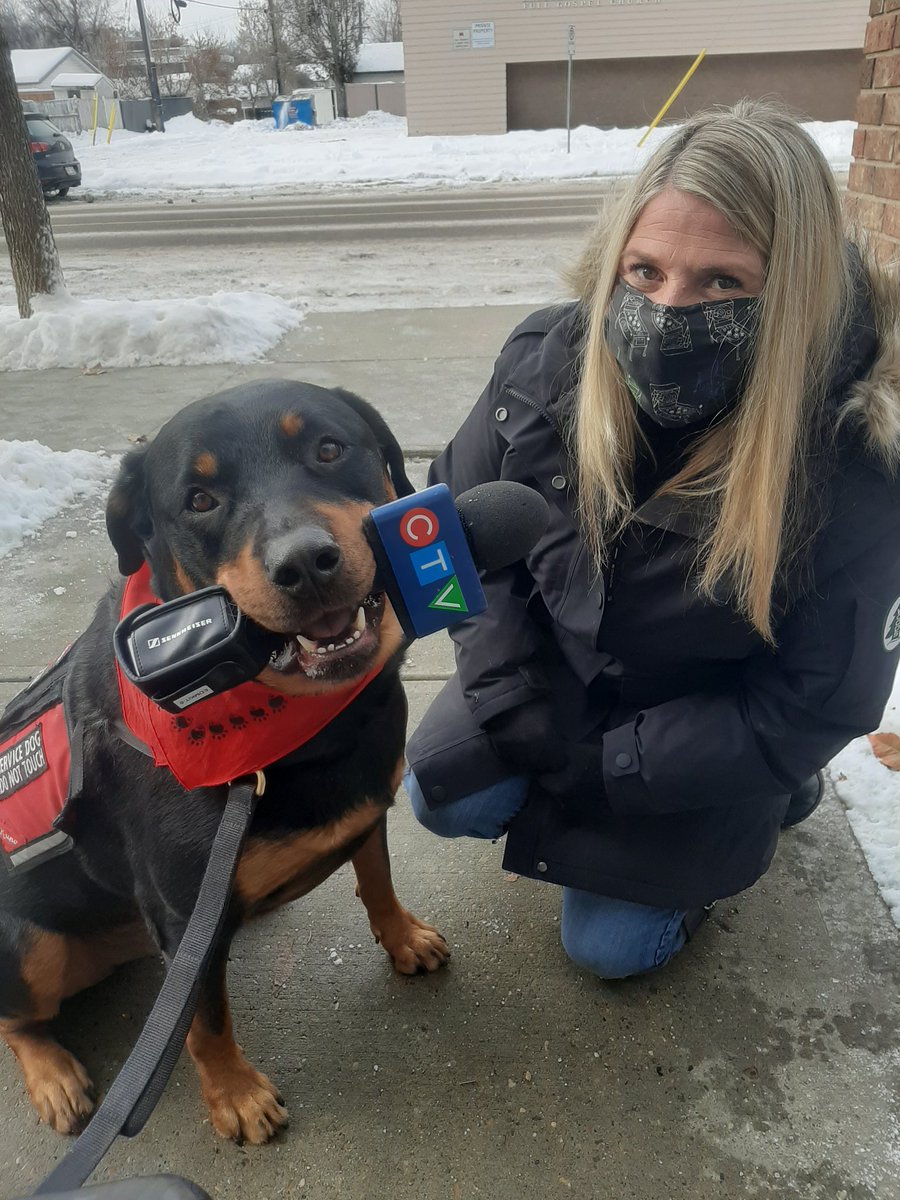 Hey #Edmonton! Look who came to visit me today!!! <a href="/AmandaCTV/">Amanda Anderson</a> from <a href="/ctvedmonton/">CTV Edmonton</a> came to meet me &amp; ask some questions about life as an #AlbertaServiceDog &amp; my goals to increase awareness to #accessibility issues &amp; promote kindness &amp; #DogLove. It was great to meet you Amanda!

#yeg