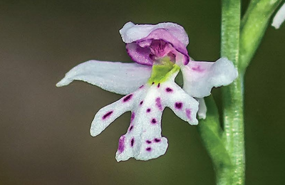 BenjaminJCrain's tweet image. New article on orchids in northern Alaska:
drive.google.com/file/d/1btRkcS…