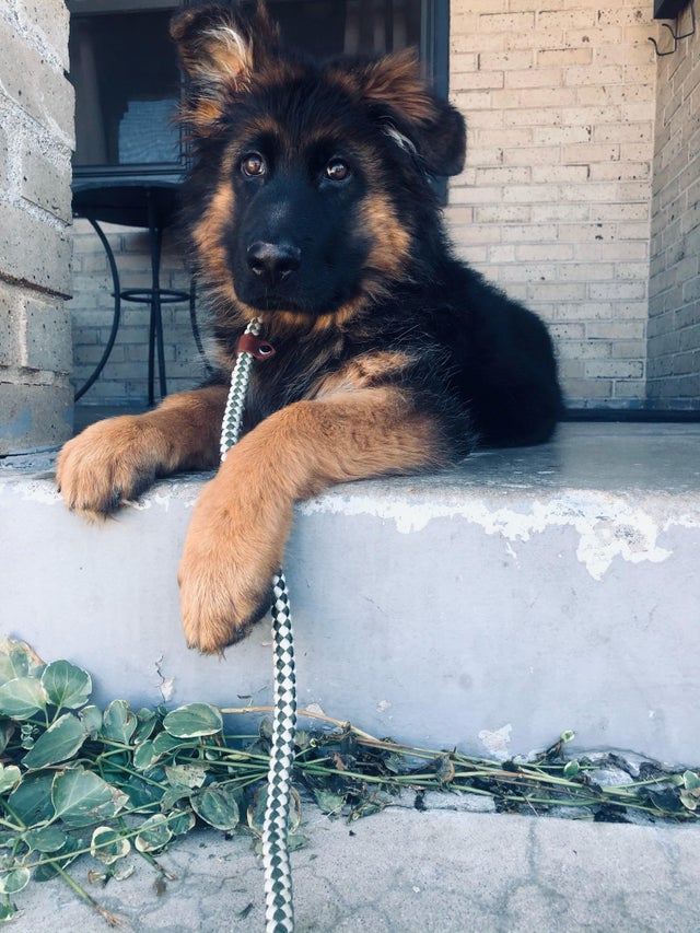 jonesro50338518's tweet photo. 4 month old Griswold keeping a quiet but watchful eye on the neighborhood. He’s a good boy.
#dogmom #dogdad #pupper #germanshepard #headtilts #dogsofinstagram #doglover #germanshephe https://t.co/07NMmqkJ59