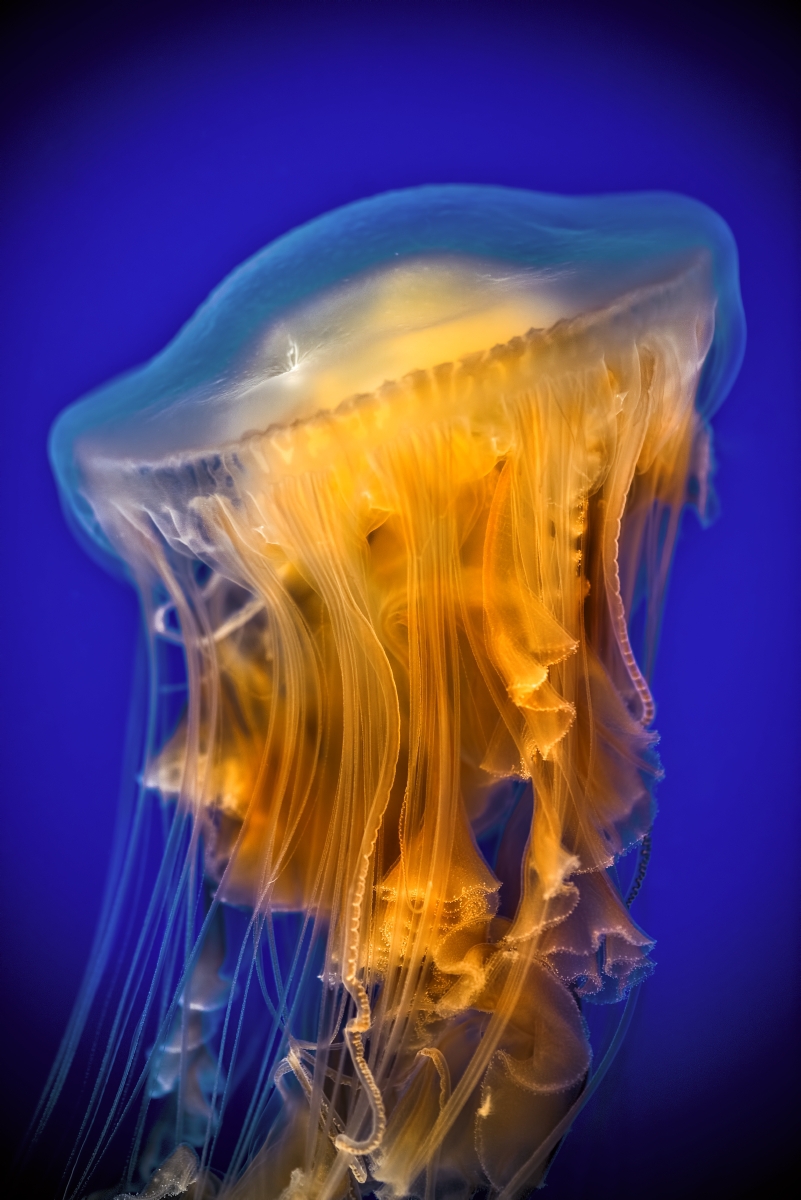 Fried egg! Fried egg! Gotta get down on fried egg! Today is an eggsellent day for admiring Phacellophora camtschatica, aka the fried egg or egg-yolk jelly. 1/4