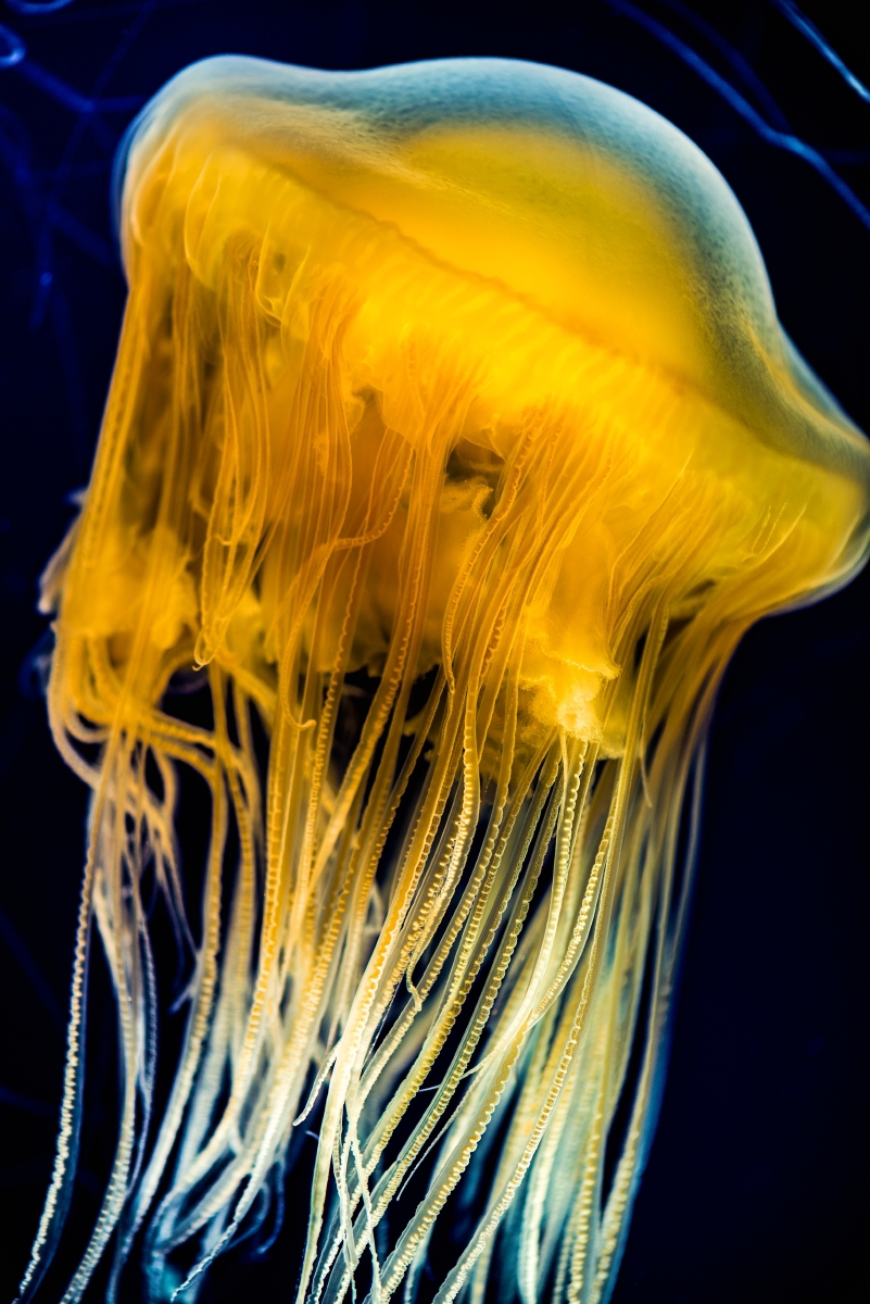 And who would feast on this stinging, egg-looking jelly? None other than an ocean sunfish or a leatherback sea turtle—those critters seem to love their eggs spicy 4/4