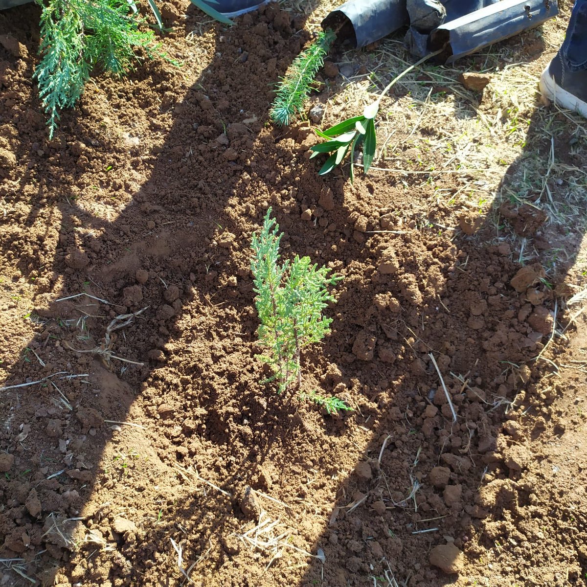 kokluce_gezer's tweet photo. 11.11 Ağaçlandırma günü...🌳🌲🍃 
#geleceğenefesol #ağaçlandırma #GelecegeNefes #temizhava https://t.co/zpt3RK5GFq