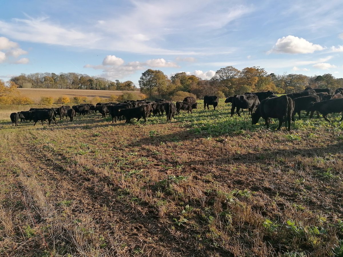 sam_bales's tweet photo. Busy old week. Spring calving cows out onto forage crops, and they've settled well. Then finished the week off delivering our first #largeblack pork boxes and #blackwelshmountain hogget boxes to local customers. https://t.co/6DhN3uovyL
