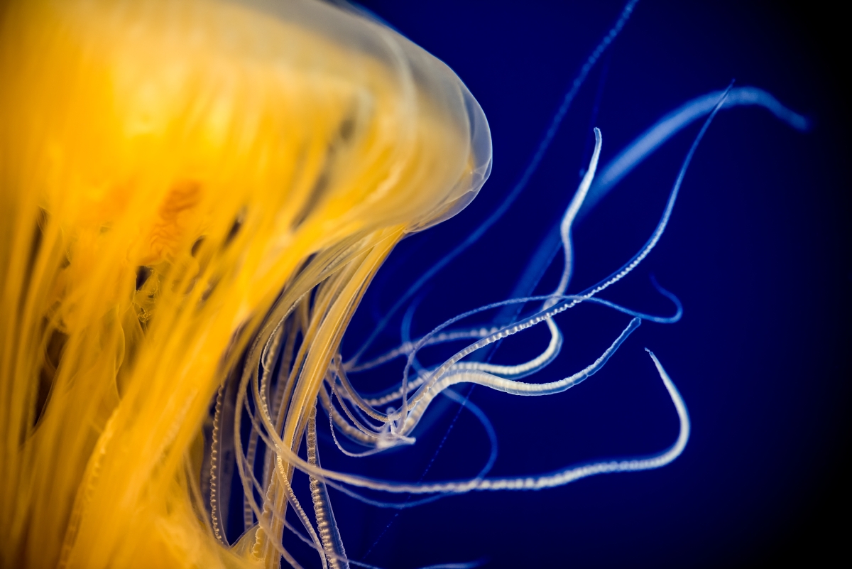 Below the surface, the long, lacy oral arms trail down like a poached egg recently dropped into boiling water, with hundreds of sticky stinging tentacles flowing about to grab other jellies and pelagic drifters to fold into its omelette—yum!3/4