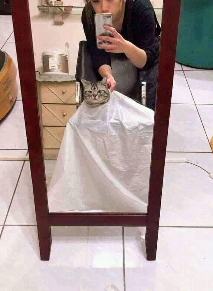 ✨ Gatitos que curan tu depresión ✨ tweet media