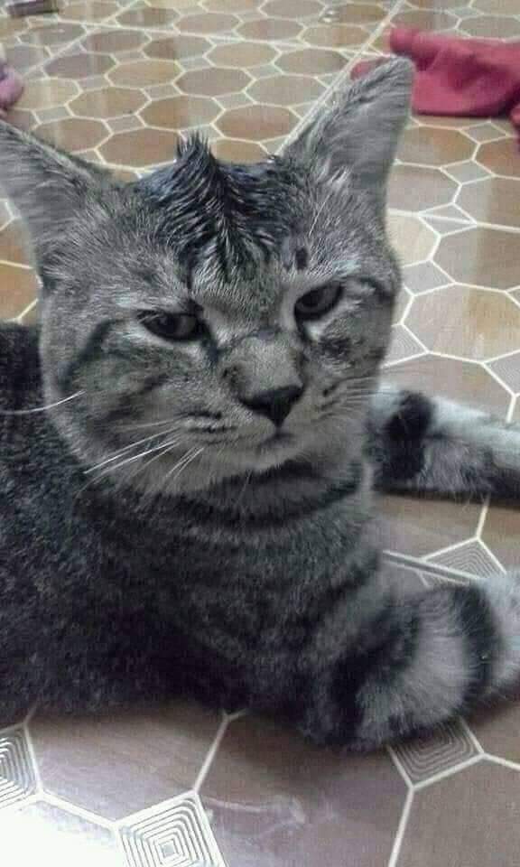 ✨ Gatitos que curan tu depresión ✨ tweet media