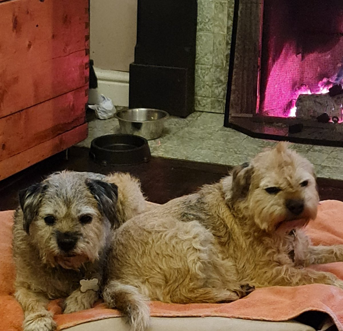 TernhillFarm's tweet photo. Rosie &amp; Lily insist on hogging the fire during lockdown!!!
Glad to see Keira is getting better https://t.co/MjqSH3iLet