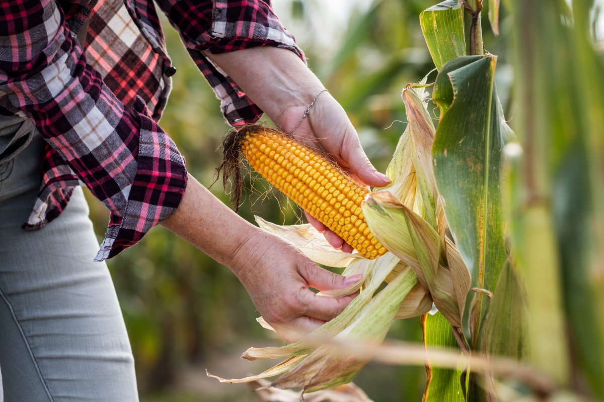 Know2Grow Alert - Nitrogen Stabilizers
nordersupply.com/agronomy-alert…