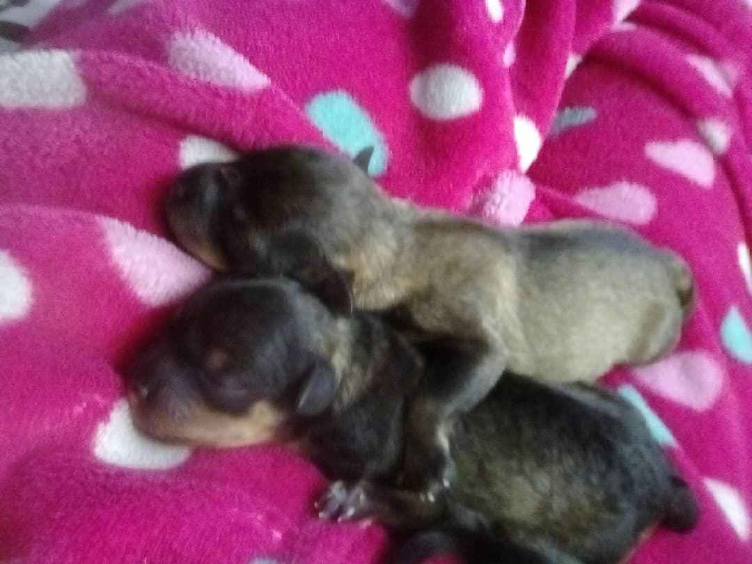 hye7w71's tweet photo. Diganme que  nombre les pongo a los bebes  son 3 💜💜🐕🐕🐕 https://t.co/KhIDaDeBve