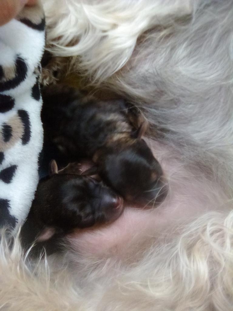 hye7w71's tweet photo. Algún nombre??🐶🐶🐶😊 https://t.co/QHs5QAfptW