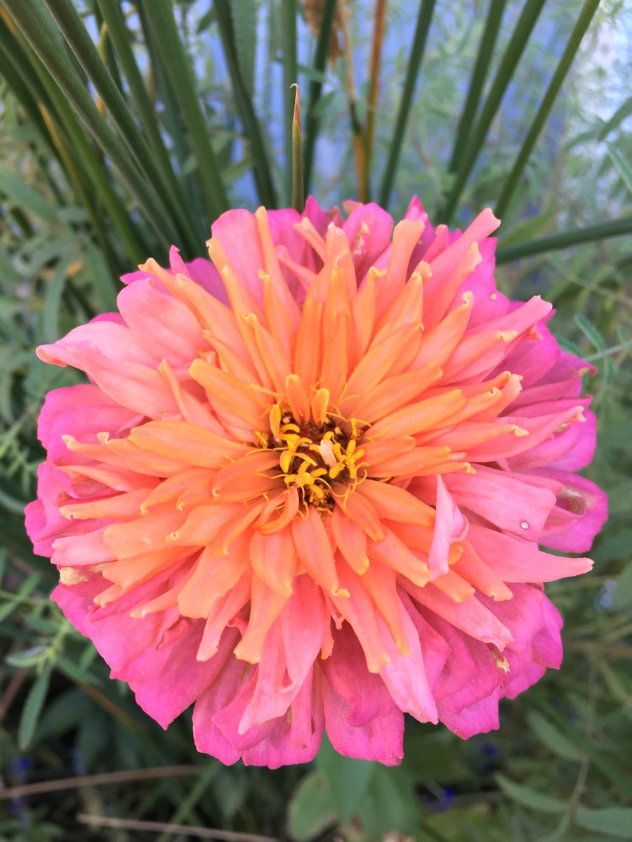 RedRoverKarly's tweet photo. Happy #WorldKindnessDay . A flower given to me with a sweet “just because” message. https://t.co/25RsGnLPYt