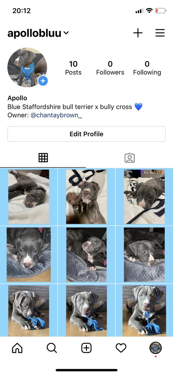 chantaybrown_'s tweet photo. It happened x
Give it a follow if you’re a dog person xxx https://t.co/6kkGSedtFk