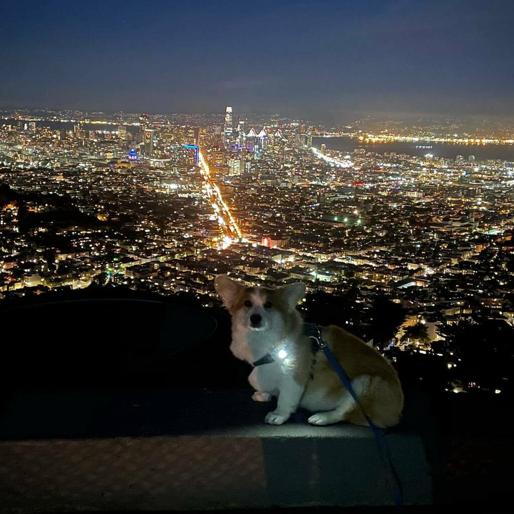 pancakescorgi's tweet photo. https://t.co/oVeVNmdKty Hanging out at the top of Twin Peaks. Thank you @sfmtaphoto and @sfrecpark for providing lovely car free #slowstreets for walkies! 🐶
Have a #spooky #fridaythe13th ! 👻
.
.
.
.
.
.
#stilldistancing #corgisofinstagram #corgi #corgination #dogsofinstagra… https://t.co/QJDRhromGx