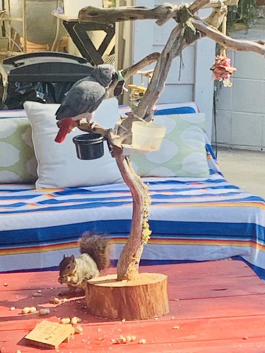 GillesMarini's tweet photo. This is how it’s done my friends. Btw: it’s my animals outside saying this to us human, who can’t get along 😂 #oneworld #EveryoneNeedsNature #togetherness #BeKind #learningfromanimals https://t.co/mvcKJ6ZDId