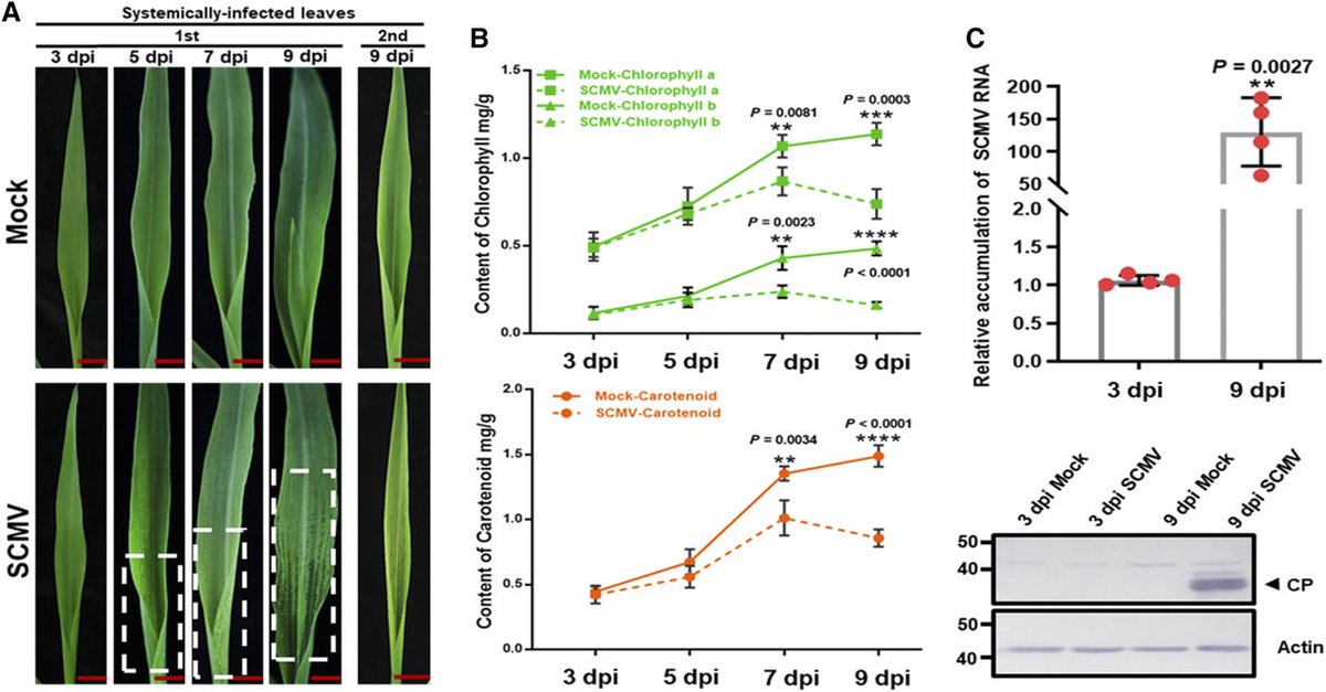 PlantPhys's tweet photo. On the Inside: Altered Alternative Splicing in Virus-Infected Plants https://t.co/M07H23NzyZ, summary of Viral Perturbation of Alternative Splicing of a Host Transcript Benefits Infection https://t.co/v0b4rk4qI9 @jpc1005 #maize #SCMV #SugarcaneMosaicVirus https://t.co/AgsXCPmylk