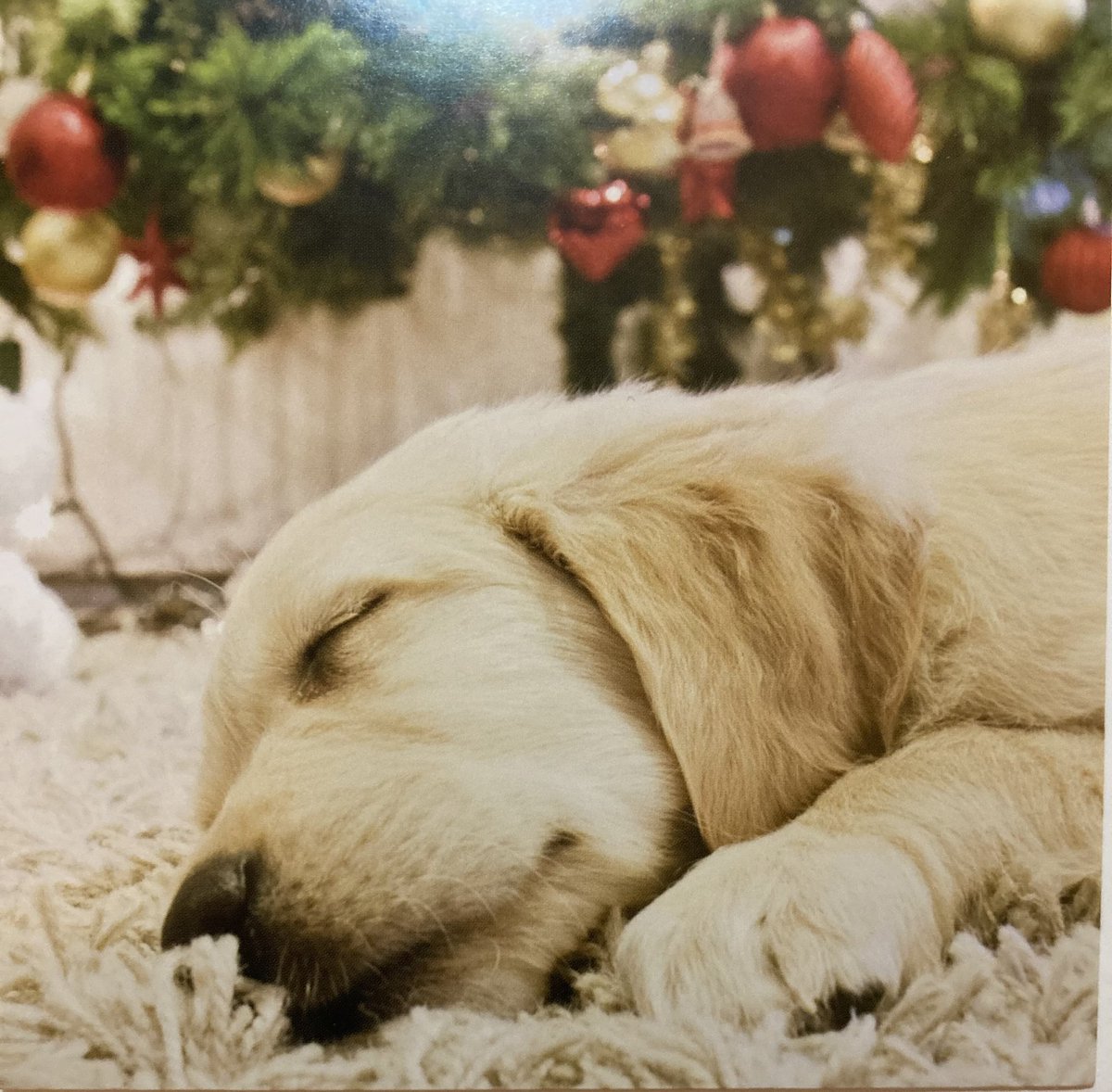 RSPCA Sheffield tweet media