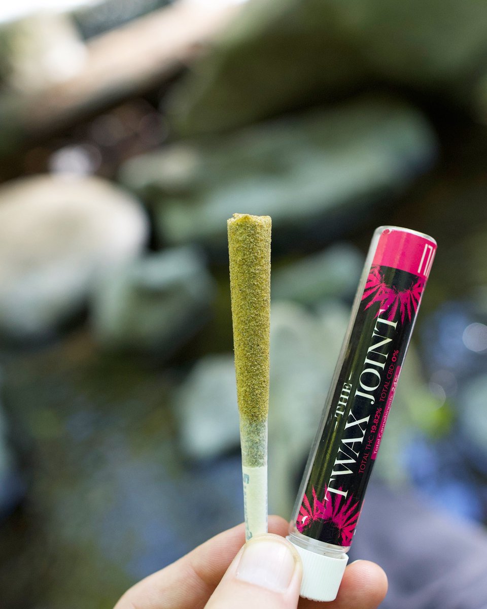 theco2company's tweet photo. Weekend begins now🤩💨💨💨
@luvlipdx #Twax Joint collabo! 🙏
#Strainspecific indoor LUVLI flower, the joint is then coated with our own strain specific premium #cannabisoil!🍯 To finish off the Joint, the outside of the is covered in kief!✨
#infusedjoint #infusedjoints https://t.co/P5ZuPfnXvZ