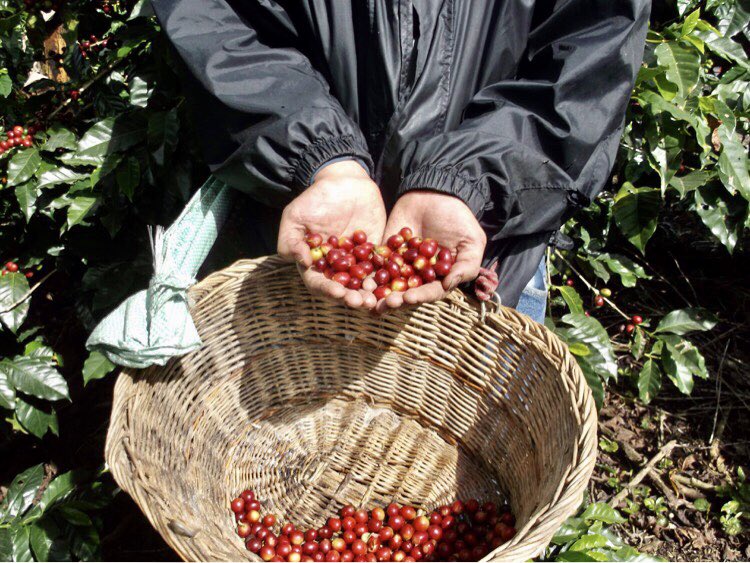 ElbaCafe's tweet photo. It takes roughly 2,000 cherries to produce one pound of roasted coffee!
🍒
Naturally, the coffee cherries don’t all ripen at once, so coffee picking requires a great deal of care at each tree throughout the season.
☀️
#coffeetwitter #centralamericantwitter https://t.co/EqwDZAbaJv