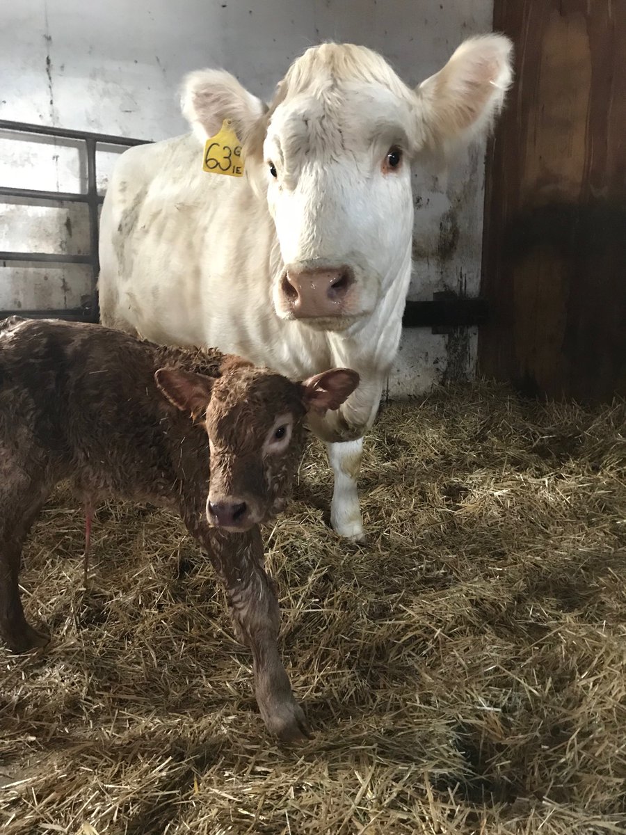 NemethLisa's tweet photo. Some things that did not disappoint in 2020: last weekend’s snow storm and the fertility of the bulls calves back in Feb when they found themselves with the heifers one night #calfwatch20.2.0 https://t.co/77p4LQFsn8