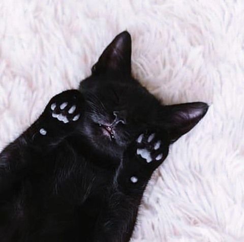 KitNipBox's tweet photo. Did you know you can pass out just from being too cute? 🖤 Happy Black Cat Friday! 😹 #NeedsANap #KitNipBox [via Instagram  @instacatsblack] https://t.co/lG7qjkIhSW https://t.co/q0aksRoIqE