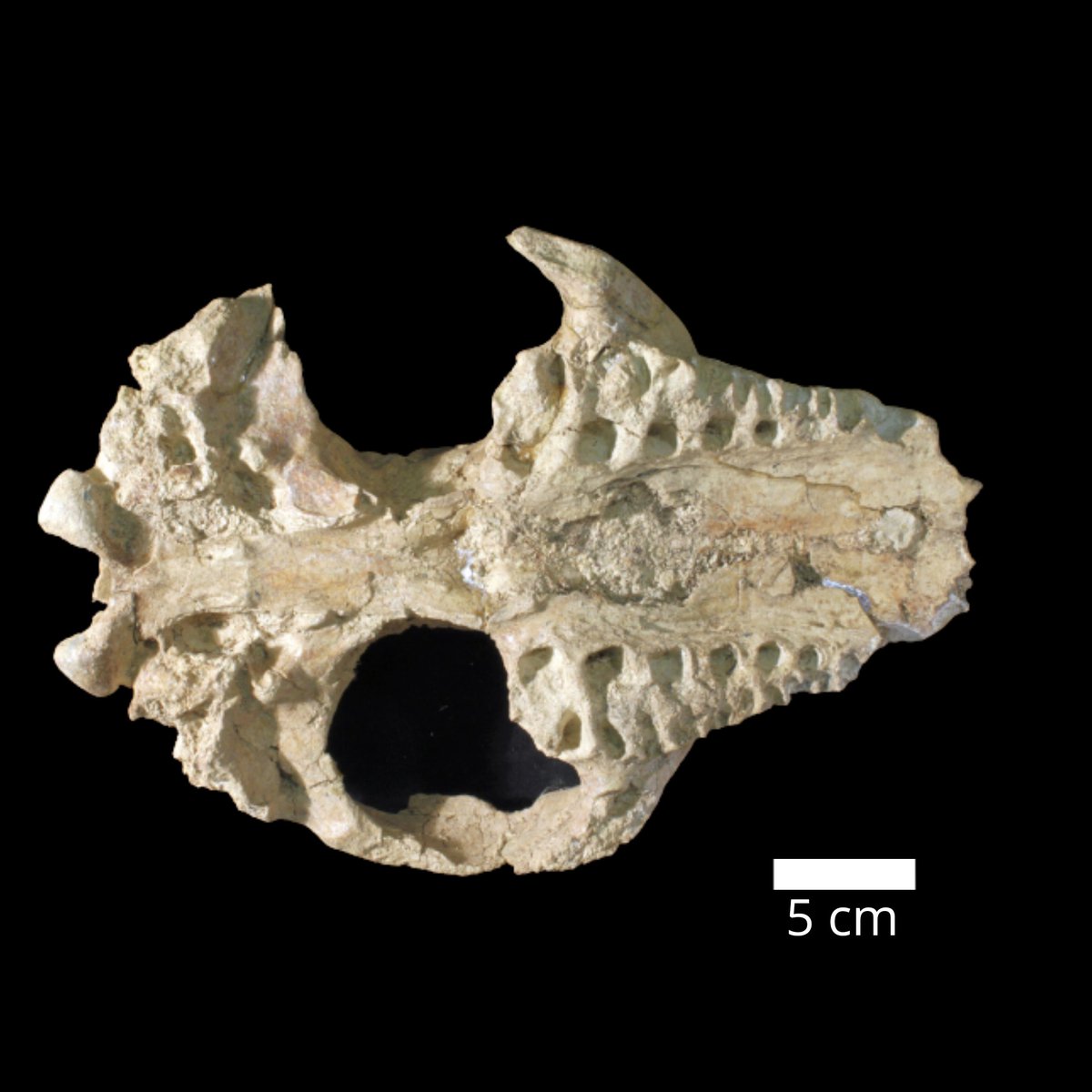 mefpatagonia's tweet photo. #FossilFriday/Rta al #MefPregunta! Ayer te mostramos parte del cráneo de Periphragnis, mamífero herbívoro del Eoceno de Chubut. Probablemente comía ramas y brotes de hojas. En este ejemplar solo vemos los alvéolos (dientes se perdieron durante fosilización) #ColecciónMef https://t.co/qQUB6wd93N