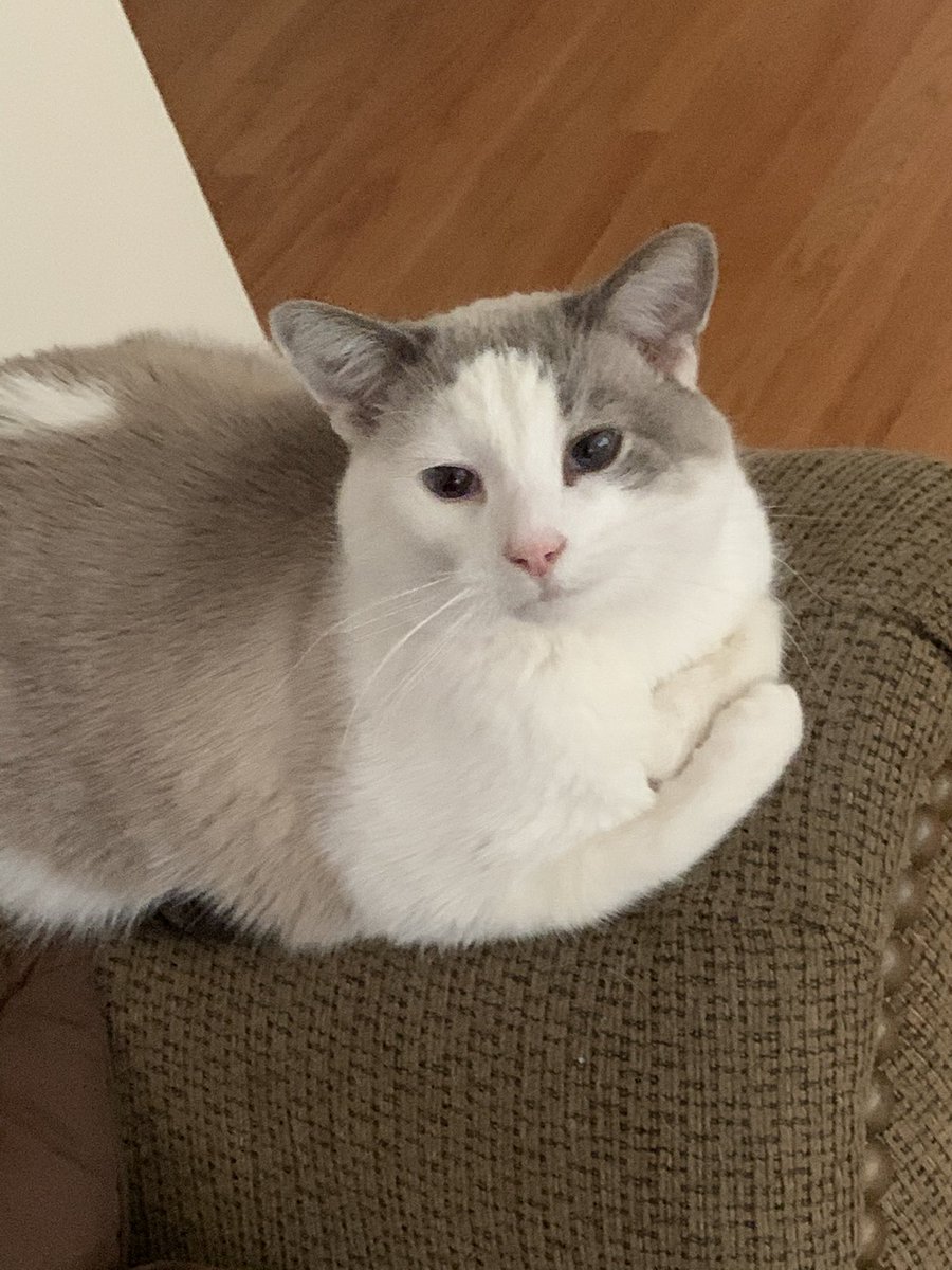 Ellee, Bam, and Misty have no idea what’s going on in the world, but they’re the best quarantine partners when I get to see them. #weeklywarrioreast