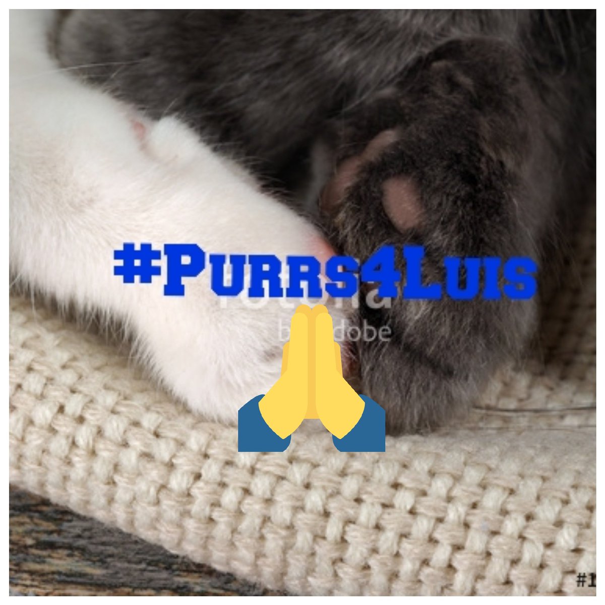 mhmelbourne's tweet photo. @vroberts9 @MissytheB @BloomNight2 @lynda3035 @Tonithecat32 @sharon_cantley @DonnaLeeThomps8 @Marina935home @ToughGuyMankas @Palmolive_S_Pan @1gingerbeauty @VitCza Purring extra hard for our #headtuffcat unkie Luis. Sending #pawsitiveVibes for healing and strength for #HomeIn2020 🙏🏼🐾 Wiz also continue to purray for our sweet Gracie. 🙏🏼🐾 Keeping bof in our daily purrayers for recovery and healing 🛐🐾 https://t.co/owFC5SsY9Z