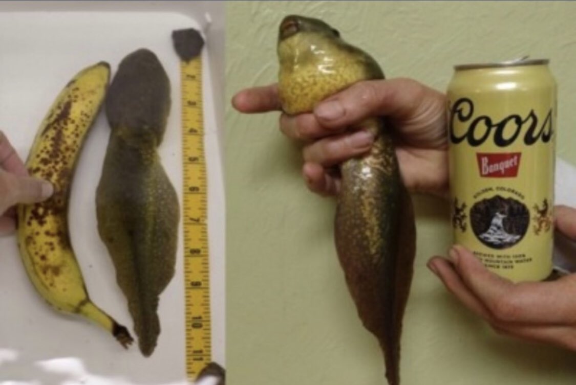 NxbodyNews's tweet photo. If you aren't thinking about Goliath the giant mutant tadpole then honestly what are you doing with your life https://t.co/jQiJdBWD5A