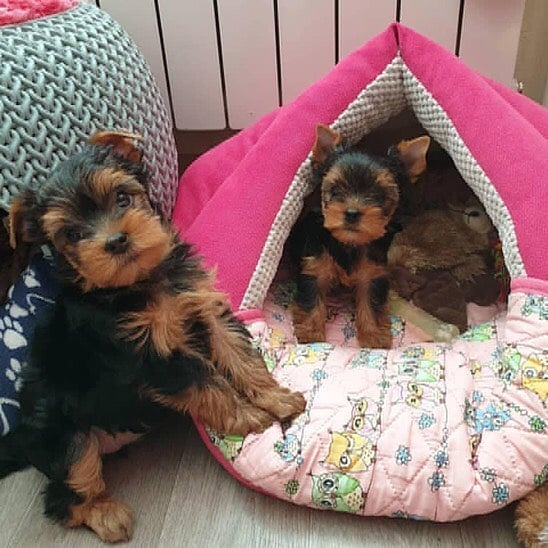 lovely teacupyorkies puppies male and female ready to go home bm me