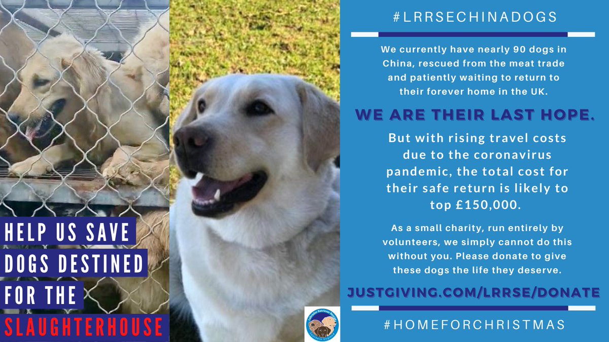 lrrse labrador rescue
