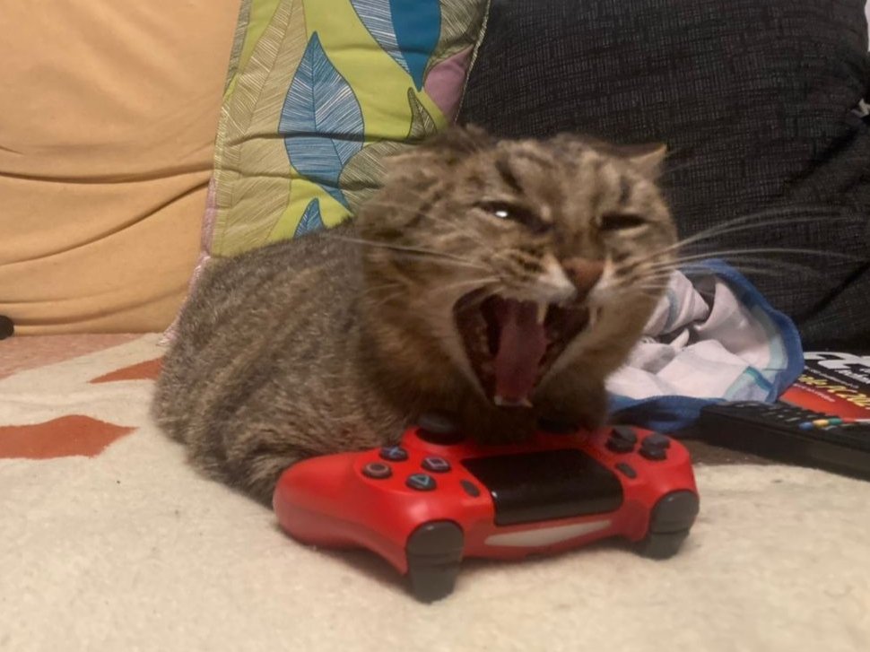 Aninimon's tweet photo. Doch not touch my Controller human #catcontant https://t.co/woHjjjfvqw
