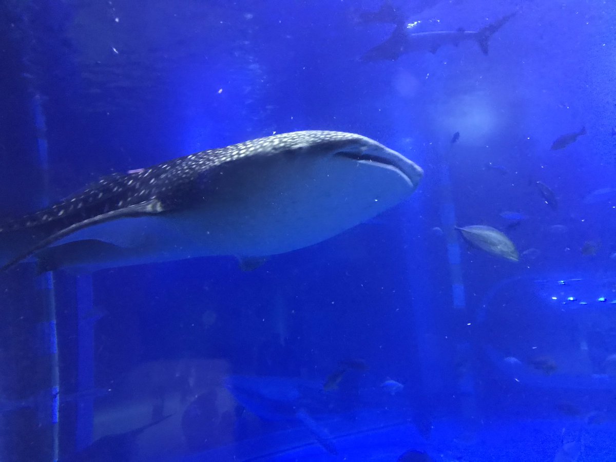 龍zen 結局入った ジンベエザメかわいい