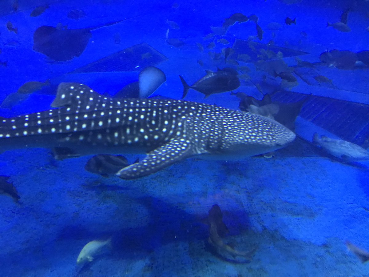 龍zen 結局入った ジンベエザメかわいい