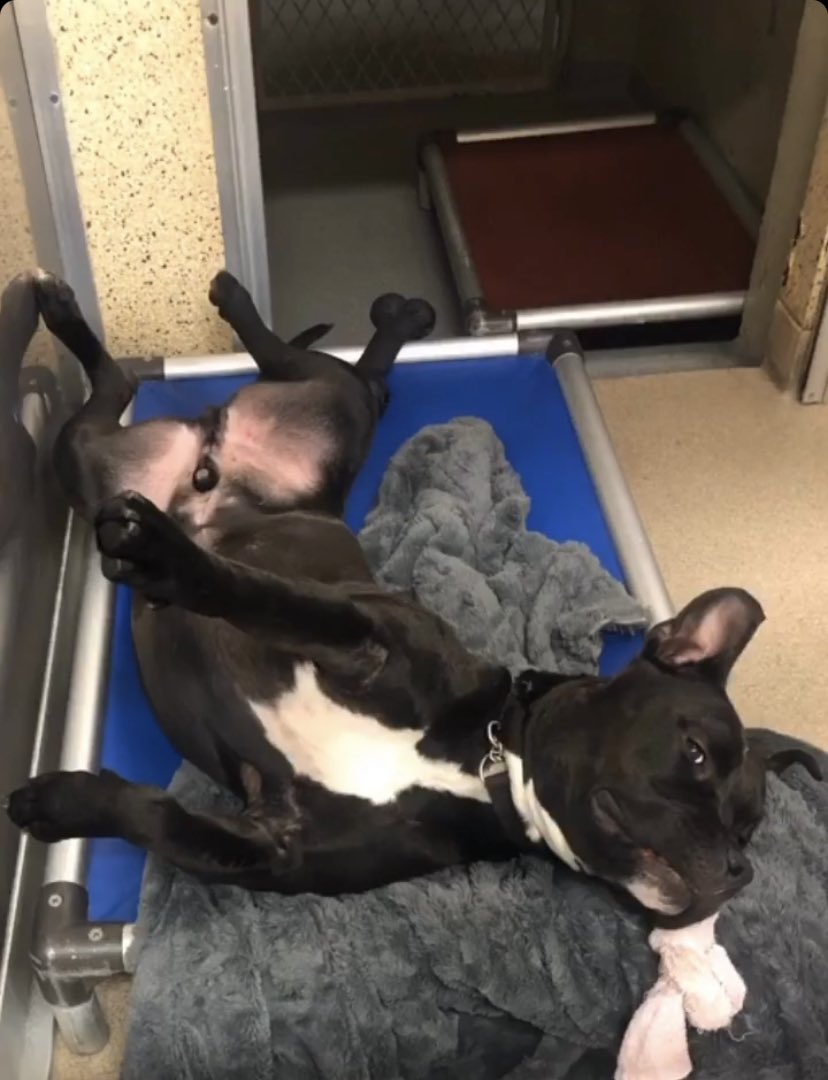 Waiting for adopters is hard work! please rt to help me find a home! Ripley needs an active home with a playful dog. Kids 17+ Town of Hempstead Animal Shelter, Wantagh NY 516-785-5220 email adoption@tohmail.org #AdoptDontShop #dogsoftwitter <a href="/humorandanimals/">Humor And Animals</a>