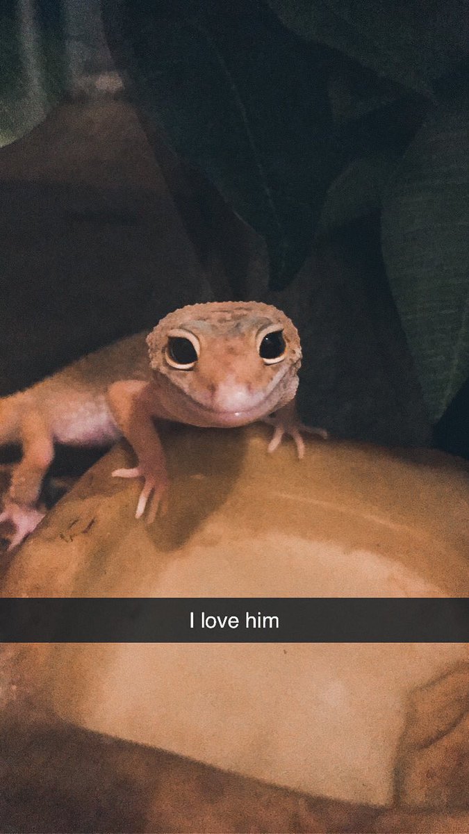 CraftyPinata's tweet image. Lizard Boi is Best Boi ❤️🦎 Safe to say I’m obsessed with this squishy guy. 💞