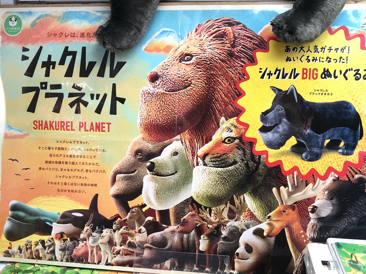 マンガ倉庫日向店アミューズ シャクレルプラネット ブラックオオカミbigぬいぐるみ シャクレルブラックオオカミ 入荷しましたー 黒くて強そうでかっこいい ただしゃくれてる ൧ から可愛い シャクレルプラネット シャクレルオオカミ