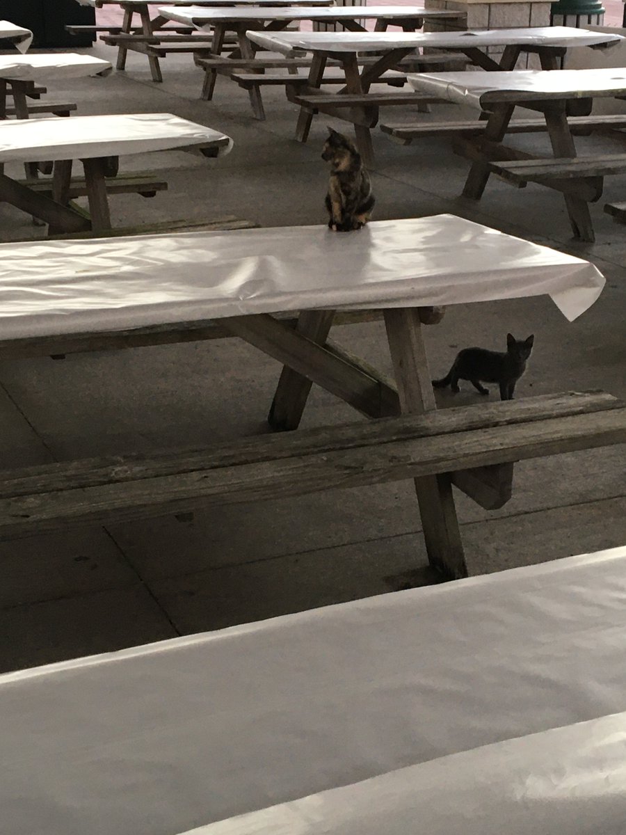 Jackie and her little buddy came to supervise as we prepared for tomorrow's Bob Ross painting class. Looks like she's ready to do some painting! 23/